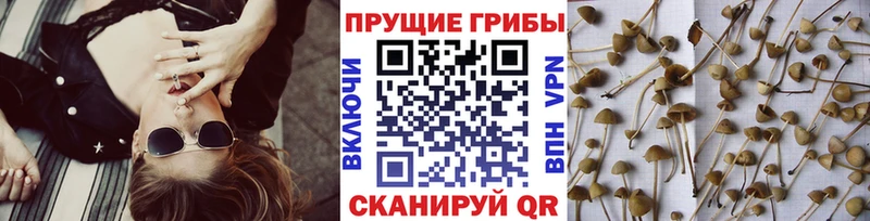 Псилоцибиновые грибы Psilocybine cubensis  Купить закладки  Южа 